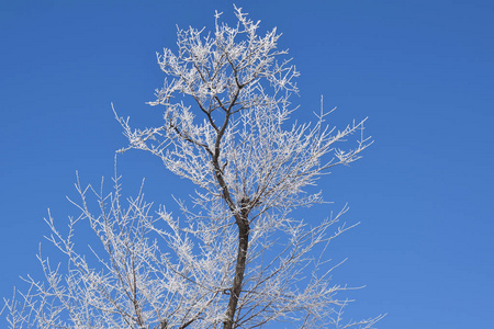 蓝天背景上的白色雪树。寒冷的晴天。
