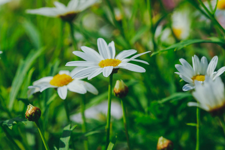 花园里盛开着白色的雏菊