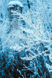 白天雪中的树枝。