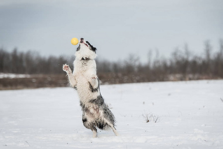 可爱的边境牧羊犬在雪天冬天