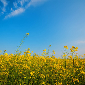 盛开的黄色油菜花在田野的天空中