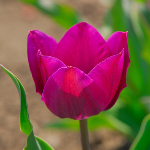 郁金香花在模糊的背景下