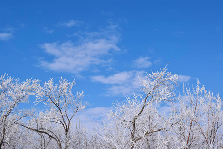 蓝天背景上的白色雪树。寒冷的晴天。