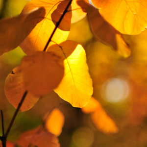 模糊的背景秋叶在阳光下