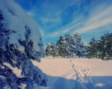 模糊的背景松树覆盖着山上的雪