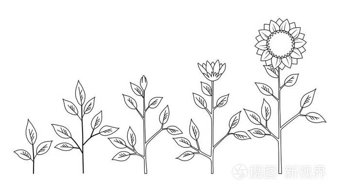 向量向日葵植物生长阶段着色概念 抽象花标志查出在白色背景 向日葵生命周期 扁平风格插画 正版商用图片18fvoy 摄图新视界