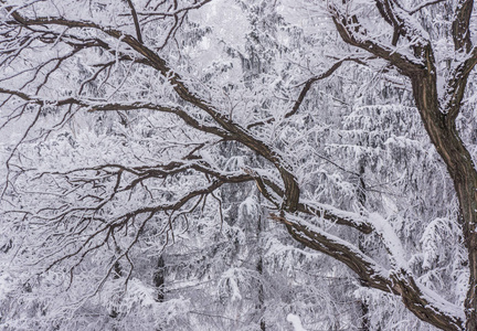 冬天公园里树的背景上雪中的枝状植物