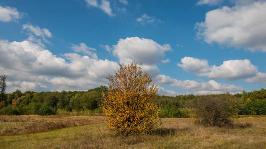 秋天的风景树，草地，森林和云，晴天
