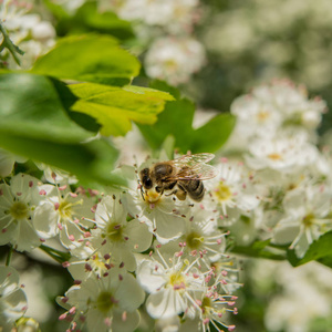 花序开花山楂花和蜜蜂采花蜜和花粉