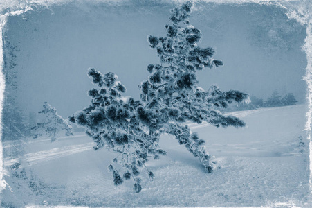 大雪时山上松树模糊的背景景观