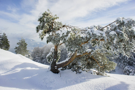 山坡上覆盖着雪的松树