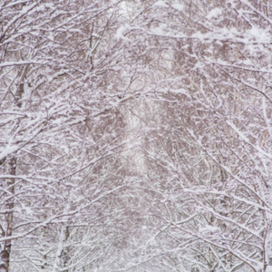 模糊的背景白桦树枝覆盖着雪