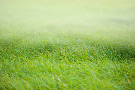 绿色的草地模糊的背景,淡淡的色调照片