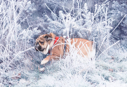 有趣的狗，红色和黑色的英国斗牛犬，在雪丛中玩耍，看着一边。
