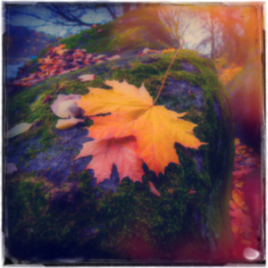 模糊的背景秋叶躺在潮湿的岩石上