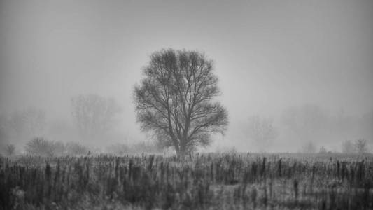 一棵树在雾中的草地上