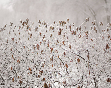 冬天公园里树的背景上雪中的枝状植物