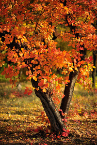 公园里有秋叶的树枝