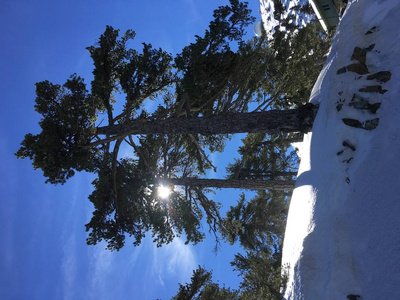 美丽的冬季景观与大的绿色松树和阳光和雪