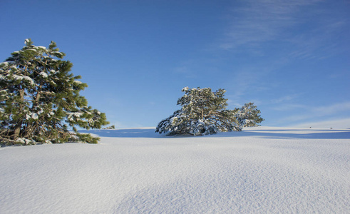 白雪中有松树的山景