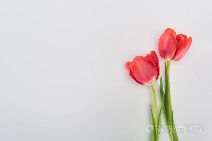 灰色的红色郁金香花景照片 正版商用图片18fwv6 摄图新视界 灰色的红色郁金香花景照片 正版商用图片18fwv6 摄图新视界