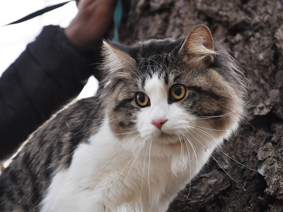 柯丽莲的短尾猫坐在树上