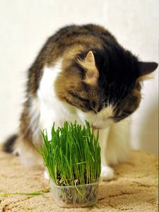 库里莲筒尾猫吃青草。 库里莲鲍贝尔在家。