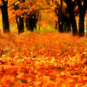 五颜六色的秋叶树，模糊的背景