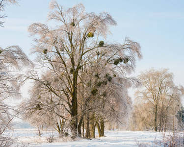 冬天的风景，在农村有覆盖着冰的树木