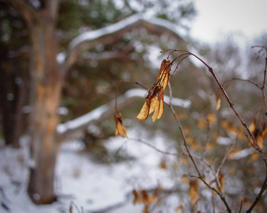 冬林树木模糊背景上的枫树种子图片