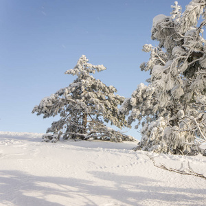 高原上覆盖着霜雪的松树