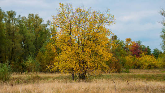森林全景中有秋树的乡村景观
