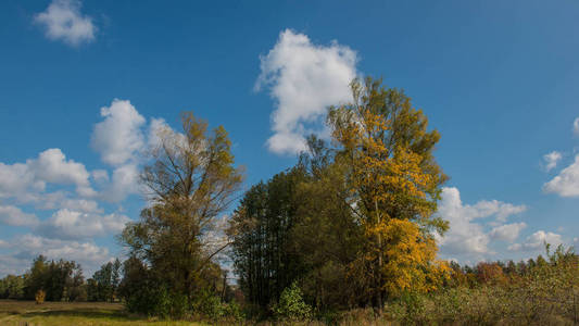 秋天的风景树草地和云晴天