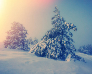 大雪时山上松树模糊的背景景观