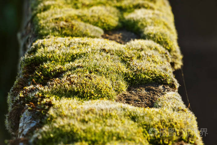 春天的时候，墙上长着一层苔藓的地毯，美丽地靠近黄色的红色花序