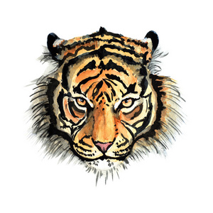 老虎水彩图片