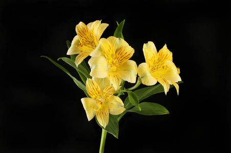 黄色的阿尔斯特美利亚花，与黑色隔离