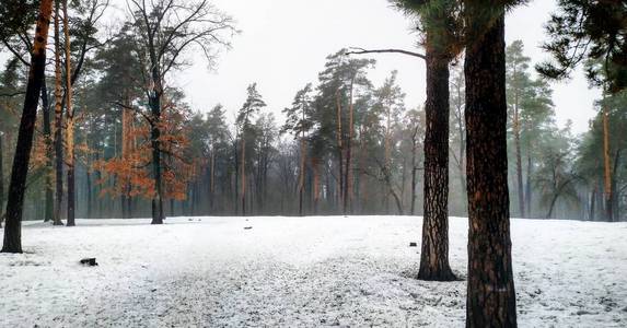 树林中雪树上的冬景