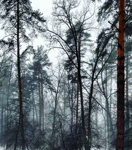 树林中雪树上的冬景