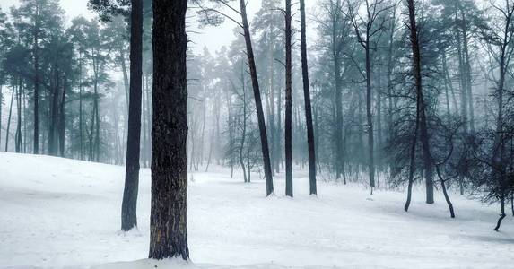 树林中雪树上的冬景