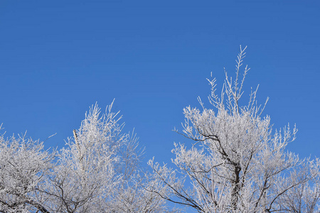 蓝天背景上的白色雪树。寒冷的晴天。