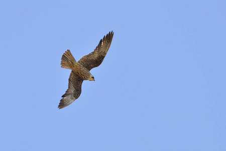 s Falcon Falco eleonorae, Greece