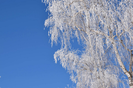 蓝天背景上的白色雪树。寒冷的晴天。