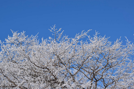 蓝天背景上的白色雪树。寒冷的晴天。