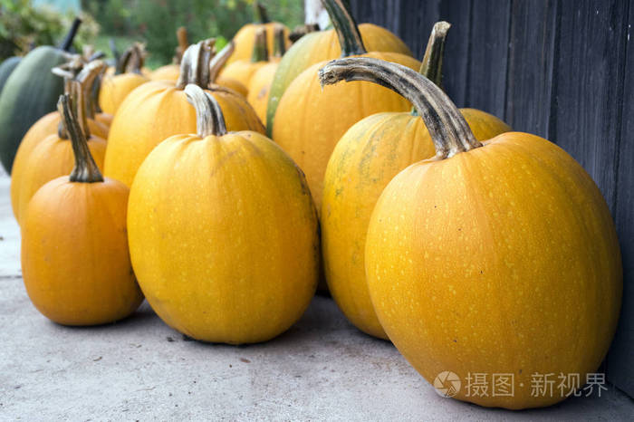 冬南瓜匍匐植物圆形扁圆形椭圆形瓜类 用于烤南瓜籽油 准备万圣节照片 正版商用图片18g1po 摄图新视界