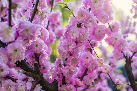 美丽的，温和的，明亮的，粉红色的樱花枝，有选择的焦点和柔软的模糊背景。 樱花树开花
