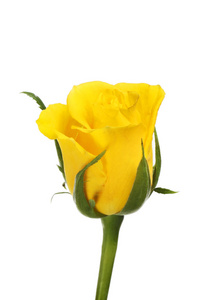 单只黄玫瑰图片