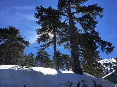 美丽的冬季景观与大的绿色松树和阳光和雪