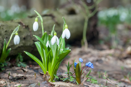 春天森林里美丽的雪花和蠕动的花。 春暖花开的雪花预示着春天的到来。 春天森林的风景和盛开的花朵