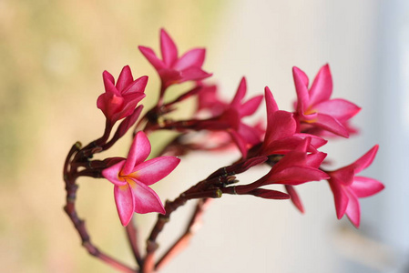 花园里五颜六色的花。梅花盛开。花园里美丽的花在夏天绽放。